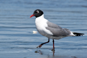 Franklin's Gull